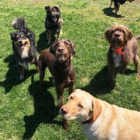 Dog Daycare