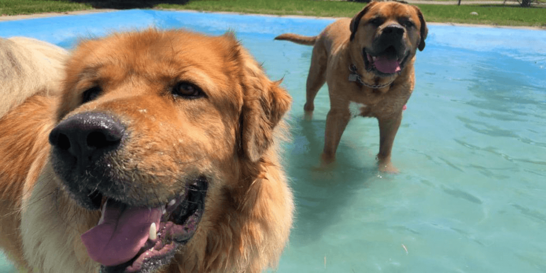 DOES YOUR PUP LOVE TO SWIM?