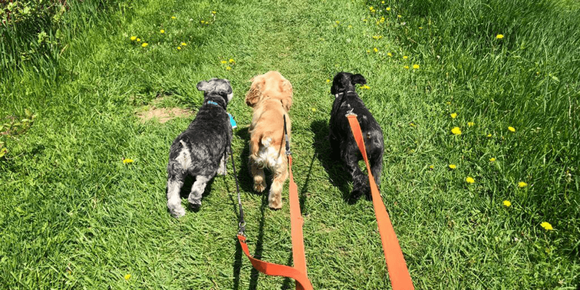 ENJOY A TRAILWALK