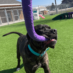 DAYCARE - KENNEL ‘A DAY IN THE LIFE’