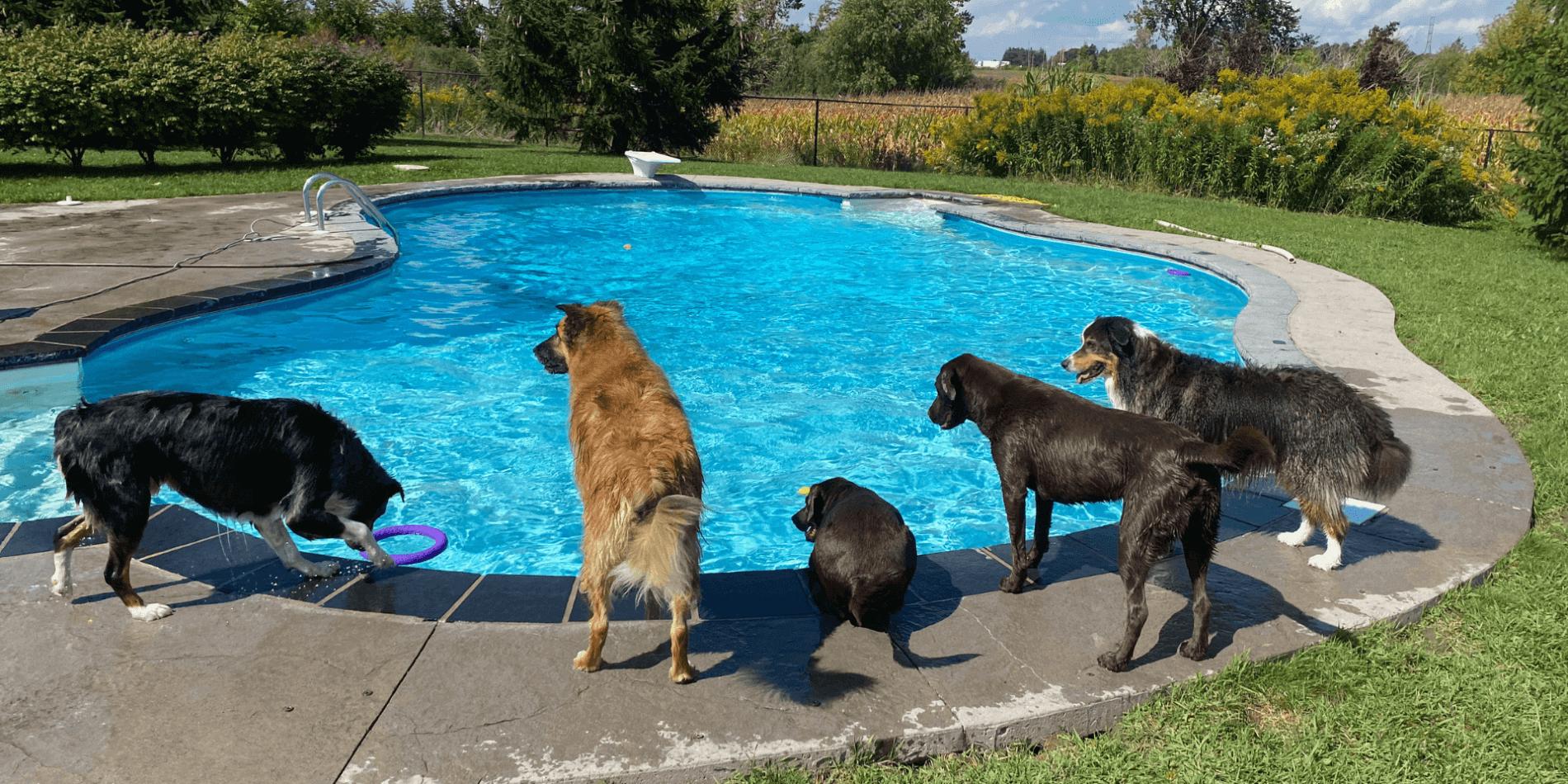 DOES YOUR PUP LOVE TO SWIM?